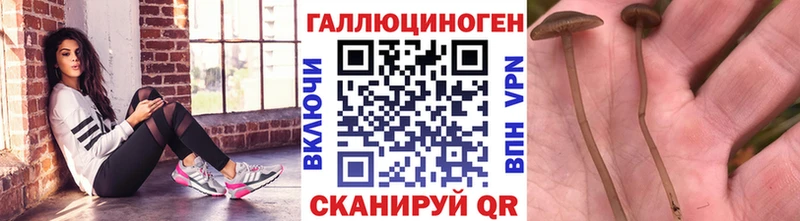 Купить где  Новый Уренгой  Галлюциногенные грибы MAGIC MUSHROOMS